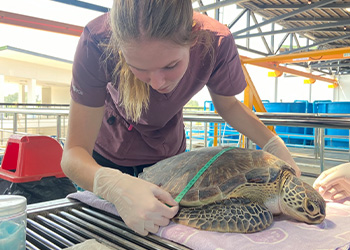 a student measuring a turtle shell