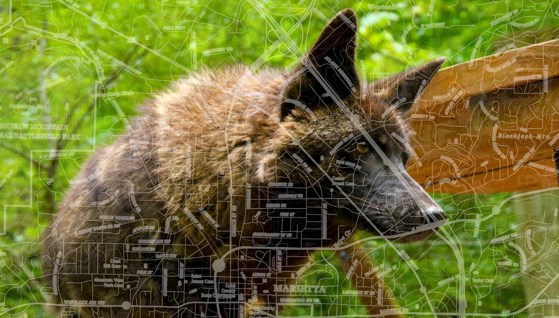 A coyote with a graphic overlay of a street map