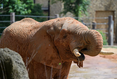 ${$_EscapeTool.xml($alt)}