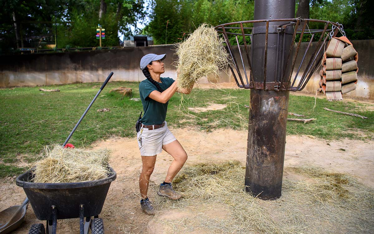 Moss stocks a feeder with hay in the rhino habitat at the Caldwell Zoo.