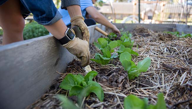 students digging in a planter