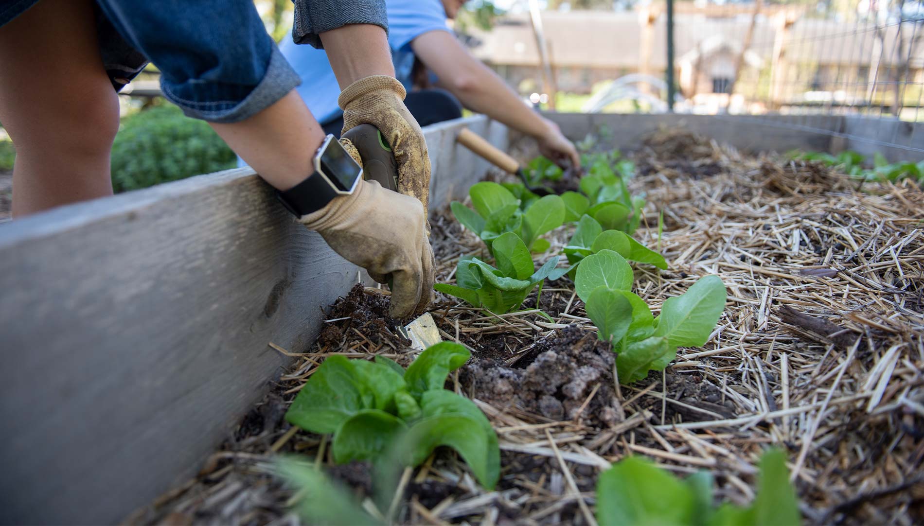 students digging in a planter