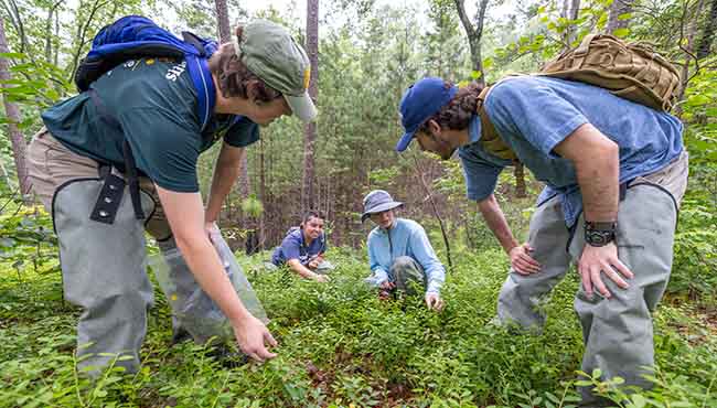 Four students looking at grass and leaves on the ground
