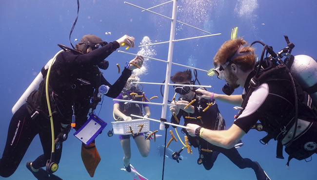 Students in SCUBA gear hanging coral on a PVC pipe