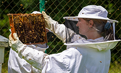 A female student in a bee keeper suit viewing a honeycomb