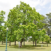 Tree-05.jpg