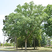 Tree-10.jpg