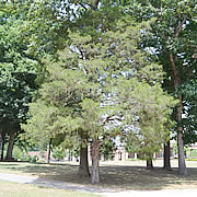 Tree-13.jpg