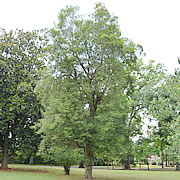 Tree-21.jpg