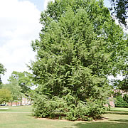 Tree-25.jpg