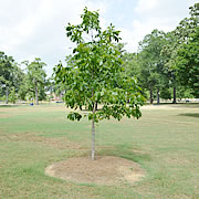 Tree-29.jpg