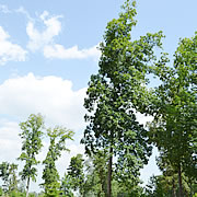 Tree-32.jpg