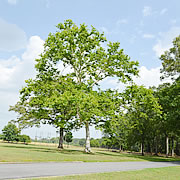 Tree-37.jpg