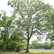 Tree-39.jpg
