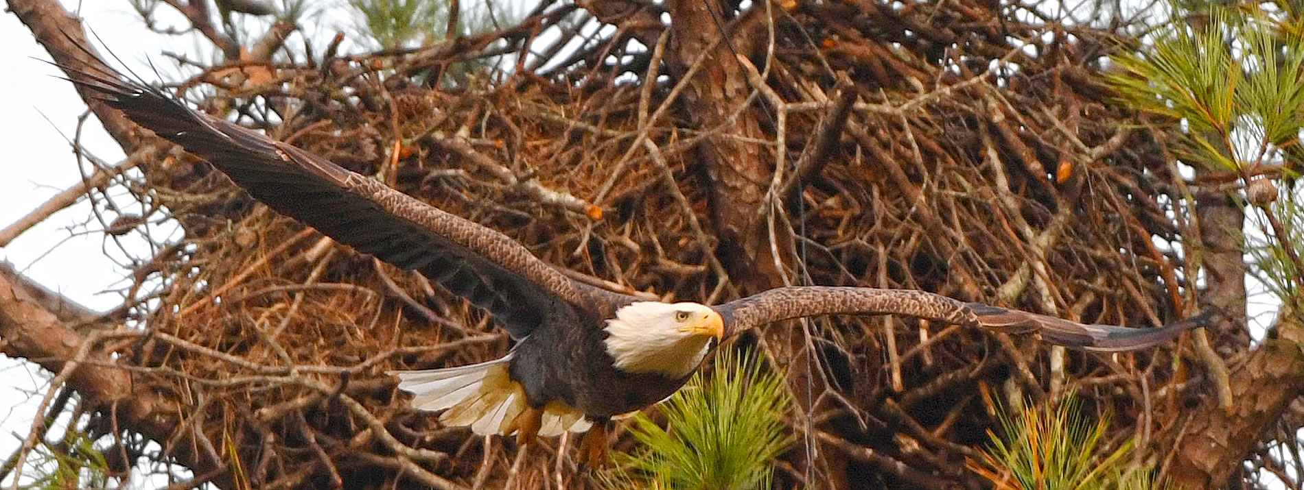 Berry College Eagle Nest Camera Information