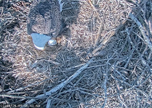 eagle standing over an egg in a nest