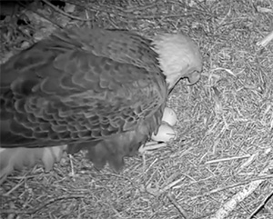 infared view of eagle and two eggs in a nest.jpg