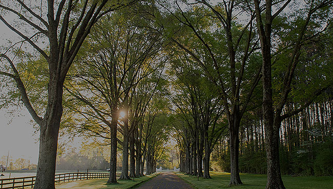 Old Gate of Opportunity with sun shining through the trees