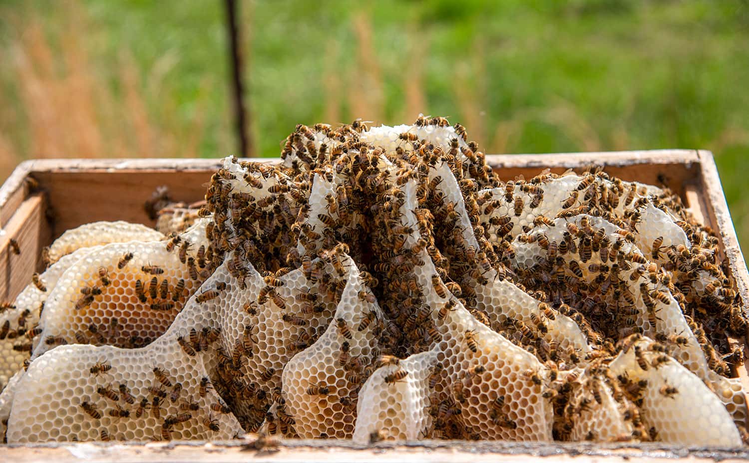 A closeup of the hive shows the Berry Bees in action